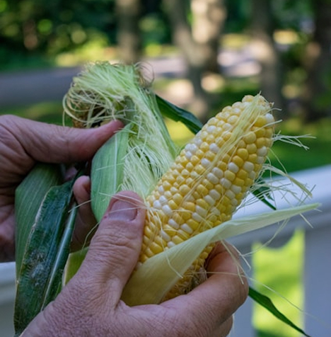 Polenta bulk supply and packaging options