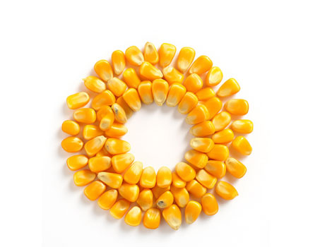 Whole maize for tortilla production and animal feed